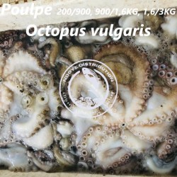 Poulpe (Octopus vulgaris)