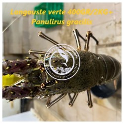 Langouste verte 400 gr - 2...