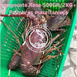 Langouste rose 500 gr - 2...