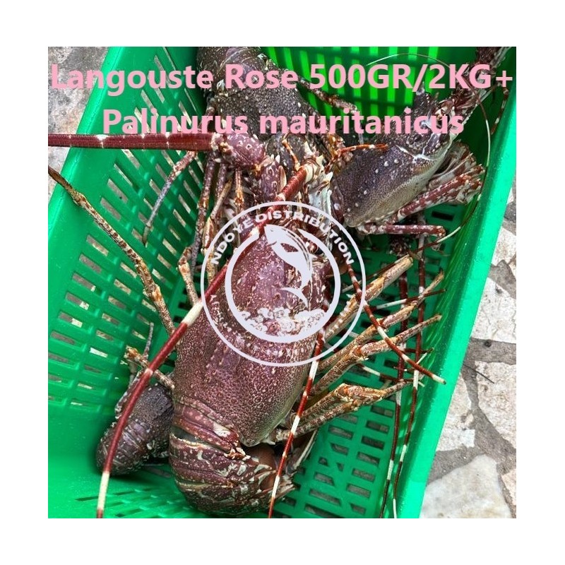 Langouste rose 500 gr - 2 kg (Palinurus mauritanicus)
