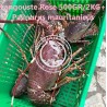 Langouste rose 500 gr - 2 kg (Palinurus mauritanicus)