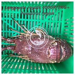 Langouste royale 400 gr -...