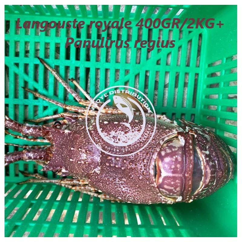 Langouste royale 400 gr - 2kg+  (Panulirus regius)