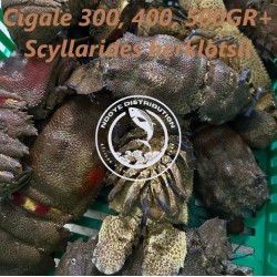 Cigale  (Scyllarides...