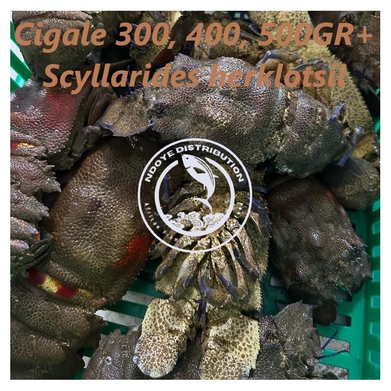 Cigale  (Scyllarides herklotsii)