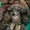 Cigale  (Scyllarides herklotsii)