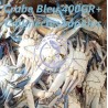 Crabe bleu 400gr + (Callinectes sapidus)