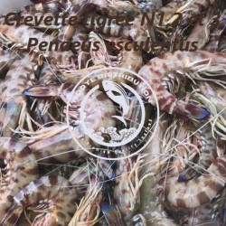 Crevette tigrée  ( Penaeus...