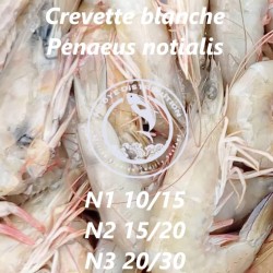 Crevette blanche  (Penaeus...