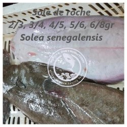 Sole de roche  (Solea...