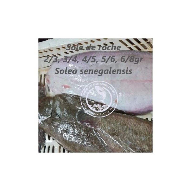 Sole de roche  (Solea senegalensis)