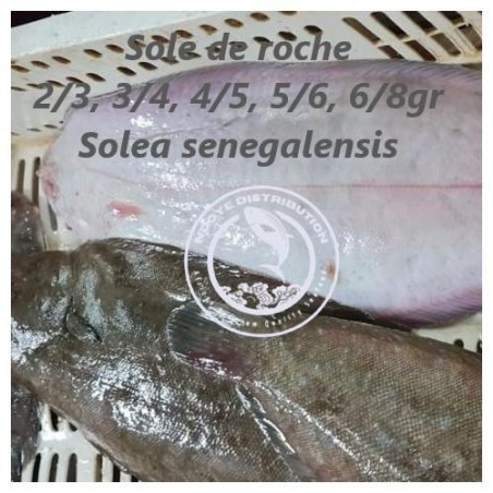 Sole de roche (Solea senegalensis)