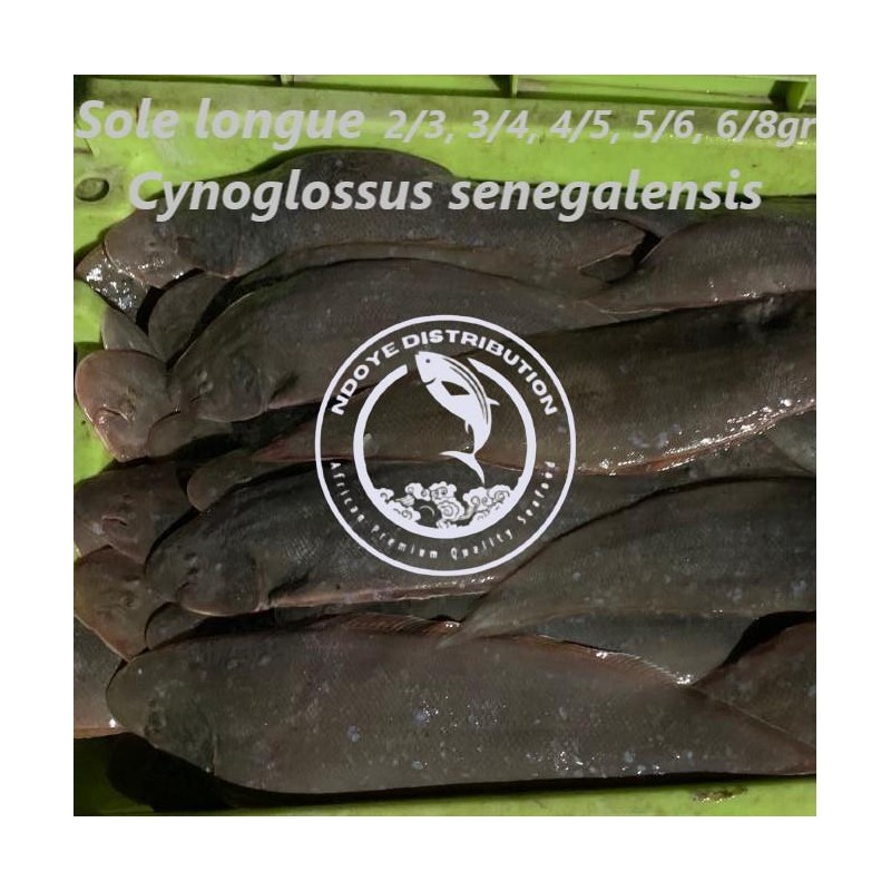 Sole longue (Cynoglossus seneglensis)