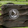 Sole longue (Cynoglossus seneglensis)