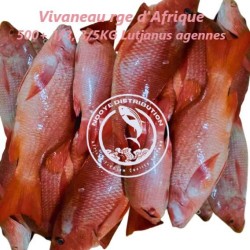 Vivaneau de Gorée rouge