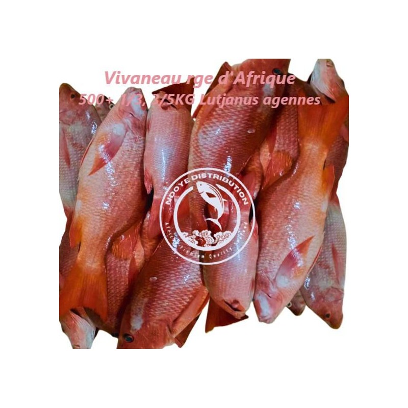 Vivaneau de Gorée rouge