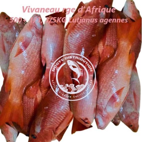 Vivaneau de Gorée rouge