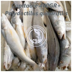 Capitaine 400 gr+...
