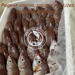 Pageot (Pagellus erythrinus)
