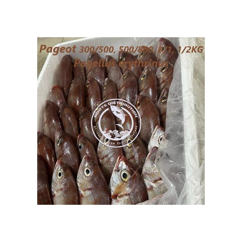 Pageot (Pagellus erythrinus)