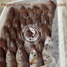 Pageot (Pagellus erythrinus)