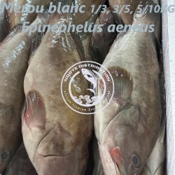 Mérou blanc  (Epinephelus...
