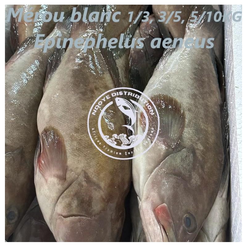 Mérou blanc  (Epinephelus aenueus)