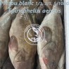 Mérou blanc  (Epinephelus aenueus)