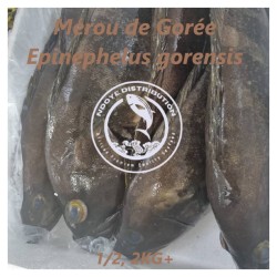 Mérou de Gorée (Epinephelus...