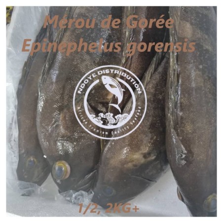 Mérou de Gorée (Epinephelus gorensis)