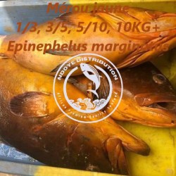 Mérou jaune  (Epinephelus...