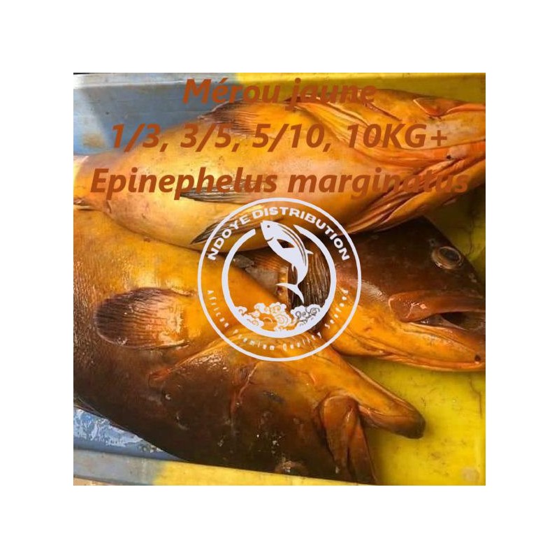 Mérou jaune  (Epinephelus marginatus)