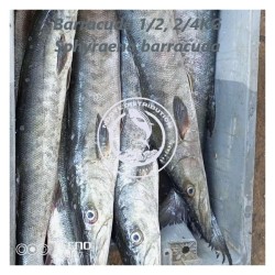 Barracuda  (Sphyraen...