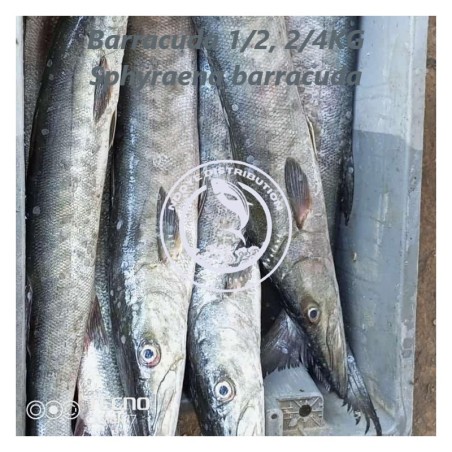 Barracuda  (Sphyraen barracuda)