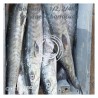 Barracuda  (Sphyraen barracuda)