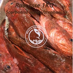 Rascasse 1kg+ (Scorpaena...