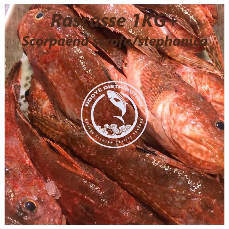 Rascasse 1kg+ (Scorpaena scrofa/stephanica)
