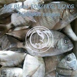 Sar blanc   (Diploduc Sargus)
