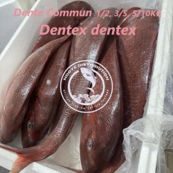 Dente commun    (Dentex...