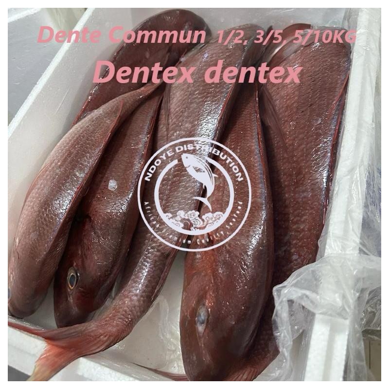 Dente commun    (Dentex Dentex)