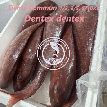 Dente commun    (Dentex Dentex)