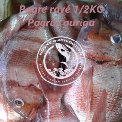 Pagre rayé (Pagrus auriga)