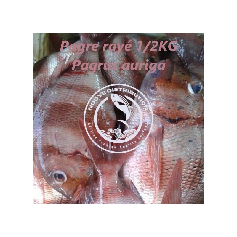 Pagre rayé (Pagrus auriga)