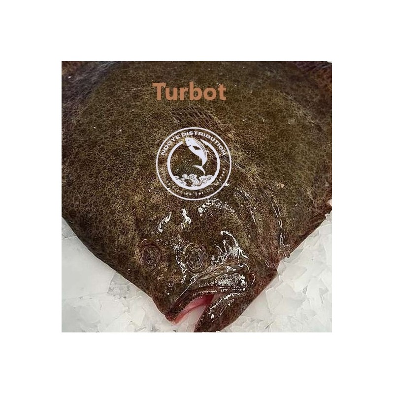 Turbot