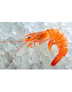 💦 Crevettes
