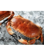 💦 Crabe