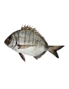 Sar - Vente en gros en France (poisson du sénégal