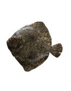 Vente en gros de Turbot du Sénégal